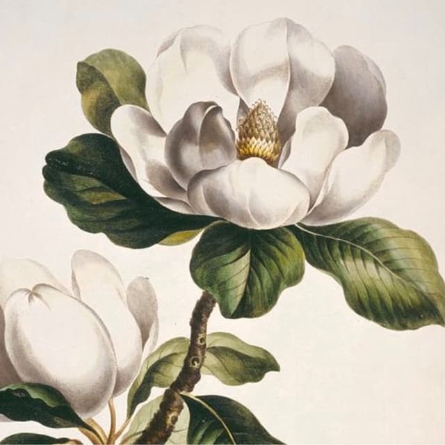 The MAGNOLIA PACKAGE at Balanced Bodywork Studio LLC in Titusville, FL